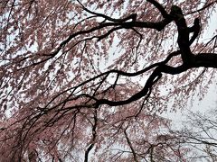 朝ホテルをチェックアウトして　
レンタカーに乗って　
二条城からお花見を開始　