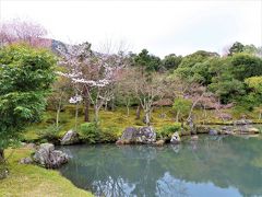 要になっている　曹源池と　
池の周りの桜



