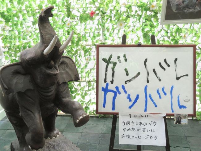車デビュー敢行 市原ぞうの国 １ ぞうさんが描いた絵やぞうさんグッズがある資料館やものしり館やおみやげリトルパオ等ぞうの国いろいろ 市原 千葉県 の旅行記 ブログ By まみさん フォートラベル