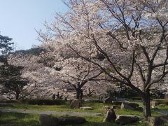 ここの桜もきれいだ