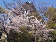 きれいな桜が広島城にかかる