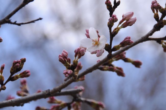 お礼を言って辞す時、染井吉野が一輪咲いているの見つけた。<br />いつもなら、もう見ごろになっているとのこと。<br />訊けば、前日に雪が降ったそうで、やはり今年は寒さで開花が遅れているようだ。