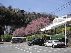 駅前の様子。河津桜が散り初め。