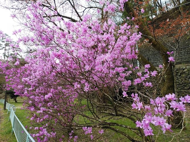 奥多摩湖2020桜 奥多摩 東京 の旅行記 ブログ By アイガーさん フォートラベル 奥多摩湖2020桜 奥多摩 東京 の旅行記 ブログ By アイガーさん フォートラベル