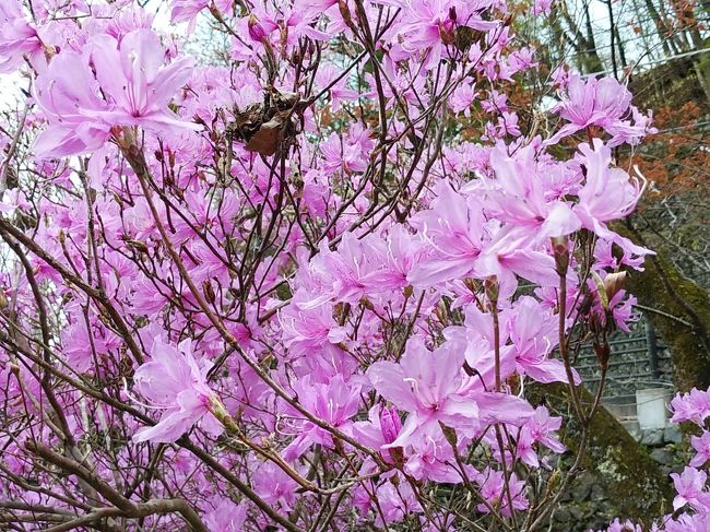 奥多摩湖２０２０桜 奥多摩 東京 の旅行記 ブログ By アイガーさん フォートラベル