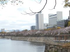 大阪城公園は堀の周りに桜が植えられている。