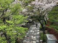 音無親水公園も桜がきれいです。モミジの黄緑の新芽があざやか。