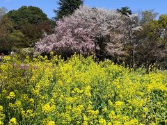 菜の花と桜