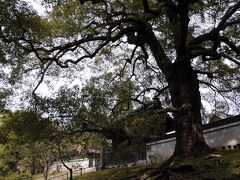 高台寺を後にして、今回の旅の目的地の一つ霊鑑寺へと向かう。
円山公園の中を通り、知恩院の前を過ぎると、右手に大きな樹が見えてきた。
見事な枝ぶりの楠で、２，３本あった。
この大楠が立つ場所は、代々皇族が門跡となる青蓮院の境内で、江戸時代に後桜町上皇の仮御所となったことがあるため粟田御所とも呼ばれているそうだ。
ちなみに、京七口のひとつ粟田口はこの辺りのこと。
刀の名工が住んでいたことでも知られている。