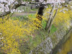 霊鑑寺で椿を堪能したので、あとは宿へ向かうだけ。
時間が許す限り歩こうと思い、哲学の道を散策。
銀閣寺は無視して、南禅寺の方へと歩いて行く。
桜も満開で、とても綺麗だった。