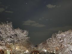 そして次の日は
夕方から近場の石神井川へ夜桜見物です
ここも目黒川に負けないくらいたくさん咲いているのにな～穴場的な感じですね