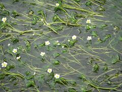 醒井宿
地蔵川の梅花藻
地蔵川は、居醒の清水などから湧き出る清水によってできた川で、大変珍しい水中花「梅花藻（バイカモ）」が咲くことで有名です。
梅花藻（バイカモ）はキンポウゲ科の淡水植物。梅の花に似た、白い小さい花を5月中旬～8月下旬まで咲かせます。梅花藻と呼ばれるこの水草は、水温14℃前後の清流にしか育たず、全国でも生育場所が限られています。