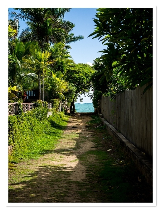 道の向こうに木のトンネル<br />そして海が見える