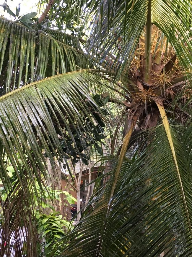 南国の木<br /><br />（しつこい）