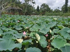 さて、こちらは
沖縄  東南植物楽園の睡蓮