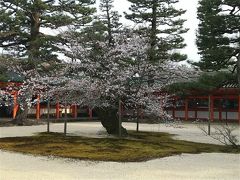平安神宮で京都的な枝垂れ桜は見れませんでしたが、
樹齢何十歳？っと思わせられる桜の木が咲き始めていました。

その後ろではどう見ても結婚式の打ち合わせをするカップルの姿。
大変な時ですがお幸せに～！