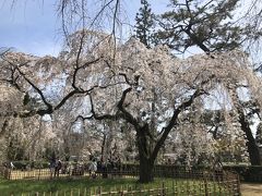 御苑の桜も久しぶり。