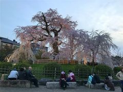 円山公園に到着！京都らしい枝垂れ桜が見れました。
この日の京都散策でここが一番人が多かった。

感染防止のため、今は2メートル離れろって毎日テレビで
言われていますが、この時はそれほど浸透していなかったような。