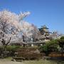 高島城と高遠城址の桜