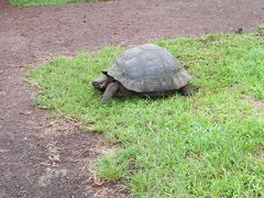 保護区のトレイルを歩いていると、至る所にゾウガメがいます。ゾウガメは保護区で飼われているわけではなく、全て野生とのこと。
保護区外の牧場にもいるので、バスの中から探してみる楽しいです。