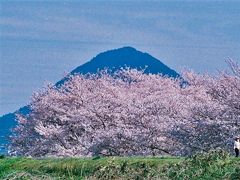 笠原の桜と三上山（近江富士）、その④。