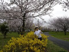 ピンクと黄色で綺麗