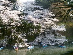 帰国日は桜が満開の時だったので、大好きな千鳥ヶ淵に寄ってから家に帰りました。