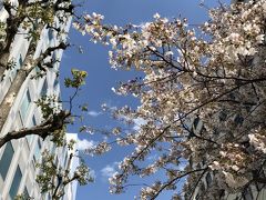 千里中央付近の桜