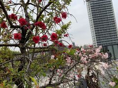 大橋JCTの天空庭園