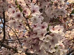 満開の頃の桜　出勤途中にて