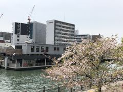 尻無川沿いの桜