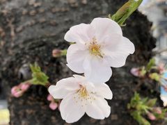 近所の桜