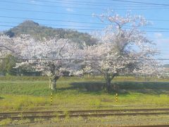 朝早く起きて最寄り駅で待ってると鶯の鳴き声が聞こえてきて驚きましたが幸先よいスタートでした。
写真は上郡駅停車中に撮った1枚です。この先、川沿いに並ぶ桜並木が満開で綺麗でした。