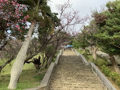 時間が余ったので、次は普天間基地を見ようということで、那覇方面へと戻ってしまいますが、「嘉数（かかず）高台公園」へとやってきました。展望台はこの上にあるので、階段を登っていきます。
また、桜の花が咲いておりました。沖縄は寒桜が2月は見ごろを迎えます。