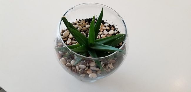 ホテルのロビーにあり、思わず写真に収めたが、名前がわかりません。