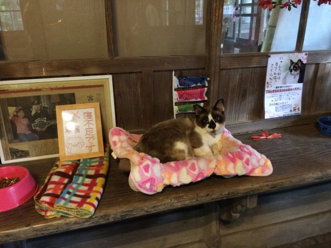 観光大使にゃん太郎に逢えました！SL人吉・いさぶろうしんぺい