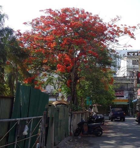 ソイブァカーオへの出口で咲いていた早咲きのハーノックユーのオレンジの花が見ごろ。