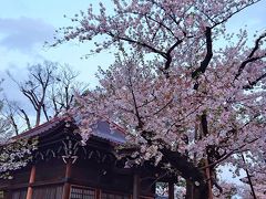 祐天寺阿弥陀堂と桜