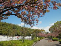 於台公園は八重桜が真っ盛り。ウメは実がついています。