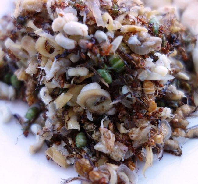 拡大しました<br />メーバーンが食べたカイ.モーッ.デーン　カイ（卵）　モーッ（蟻）　デーン（赤）<br />白いのが卵　茶色がふ化した蟻　緑は親　薬草を刻んで炒める。そうです。<br />一休は食べたことはありません田舎では皆さん好きですが値段が高いので度々は作れません。<br />