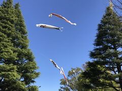 こんな時期だけどたなびく鯉のぼり、いいね
