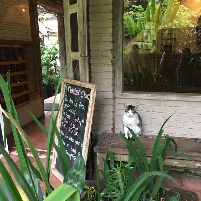 置物のような猫<br />かわいい～～～～～