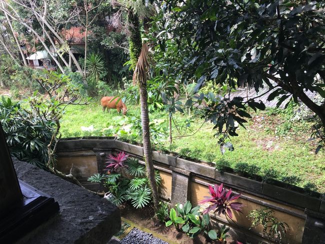 部屋から外を見ると・・<br /><br />牛！！?