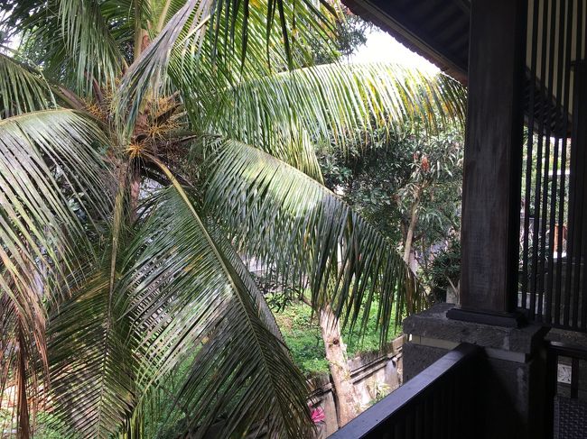 この眺めも見納め・・・<br />また来れますように！！木に拝む<br /><br />荷物をスーツケースに何とか詰めてフロントに預かってもらいました。<br />夜９時頃にホテル発なので最終日も結構時間がありました。<br /><br />チェックアウトして、そろそろYogabarnへ向かいます