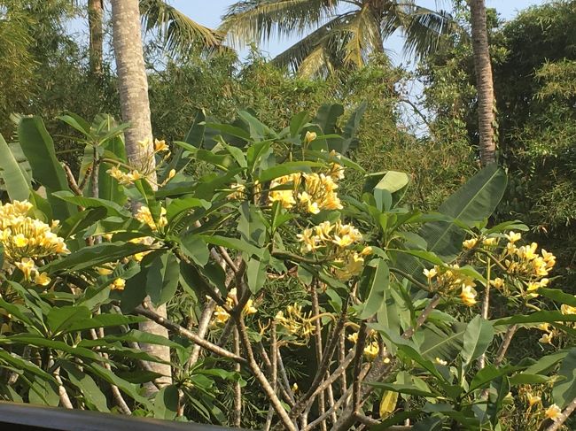 建物の周りも花に囲まれてます<br />見渡したら、朝行ったyogabarnの建物が見えた！！