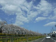 4月11日
天気も良くて、
桜も満開だろうと
柴田町へドライブ。