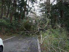 4月19日
天気は悪いけど、部屋にいるのも
息が詰まって来たので、
日本三景の松島へドライブに行きました。
途中、倒木。