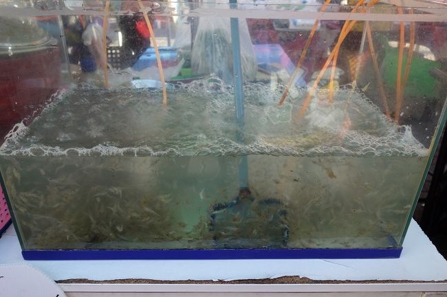 小さなエビ（淡水）　50B　お買い上げ～