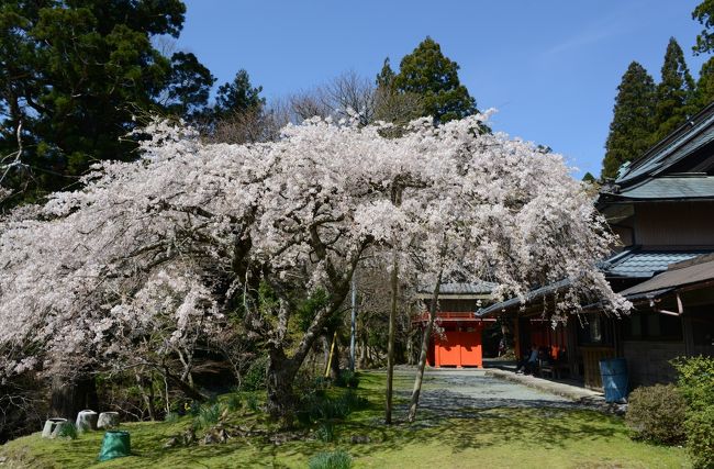 福井端隠