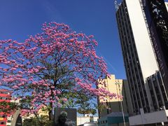 【新型コロナ流行状態の中、何を喰らって生きているか...みたいな】

このぐらいの時期に、この様な桜っぽい綺麗な花（恐らくイッペーの花）が咲きほこります。